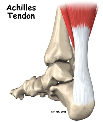 foot_achilles_tendon_anatomy01a