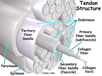 foot_achilles_tendon_causes01